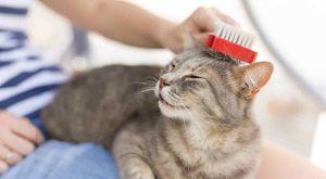 Some Dog Grooming Products That Are Essential For Your Pet